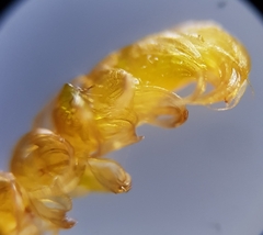 Palustriella commutata