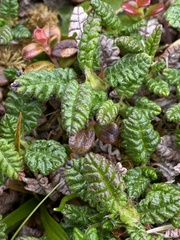Dryas ajanensis