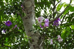 Amphilophium laxiflorum