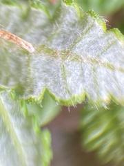 Dryas ajanensis