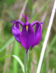 Iris ensata