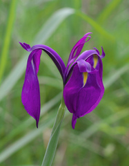 Iris ensata