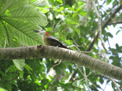 Melanerpes radiolatus