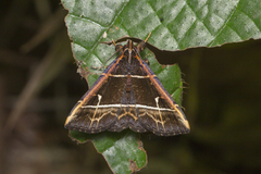 Bertula pallidicosta