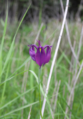 Iris ensata