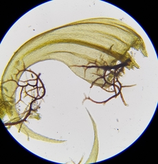 Palustriella commutata