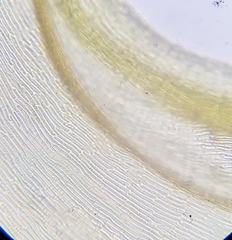 Palustriella commutata