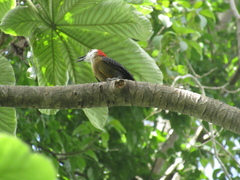 Melanerpes radiolatus