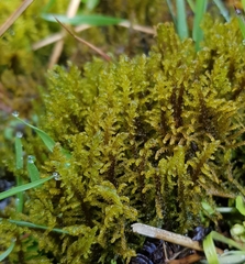 Palustriella commutata