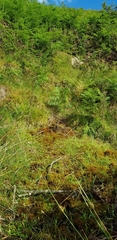 Palustriella commutata