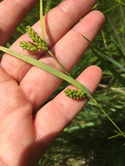 Carex granularis