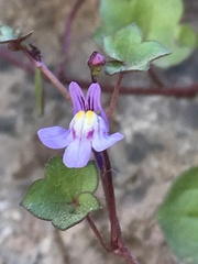 Cymbalaria muralis