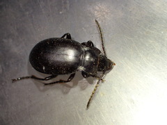 Metrius
