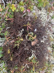 Bryocaulon divergens