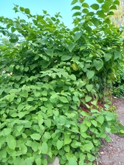 Reynoutria × bohemica