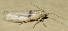 Sciota fernaldi