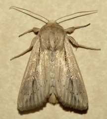 Leucania phragmitidicola