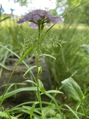 Iberis umbellata