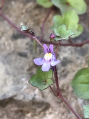 Cymbalaria muralis