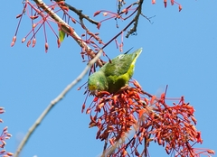 Brotogeris sanctithomae