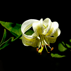 Lilium ledebourii