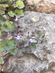 Cymbalaria muralis