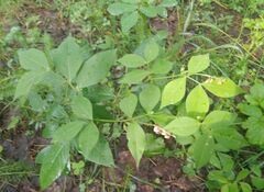 Vicia venosa
