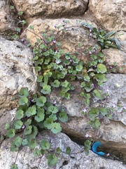 Cymbalaria muralis
