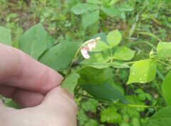 Vicia venosa