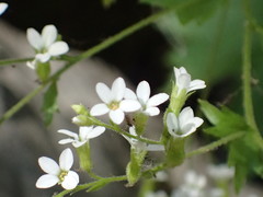 Boykinia occidentalis