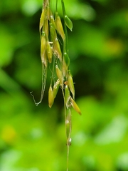 Festuca subuliflora