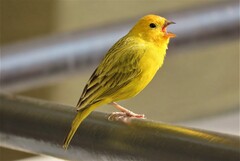 Sicalis flaveola flaveola