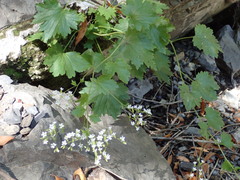 Boykinia occidentalis