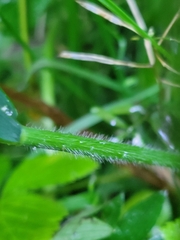 Festuca subuliflora