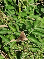Aphantopus hyperantus