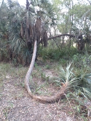Trithrinax schizophylla