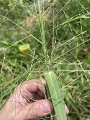 Panicum aquaticum