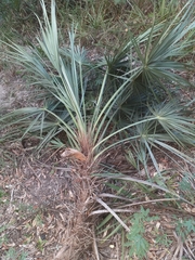 Trithrinax schizophylla