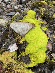 Diobelonella palustris