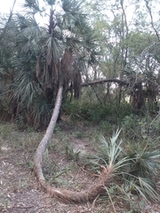 Trithrinax schizophylla