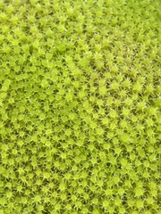 Diobelonella palustris
