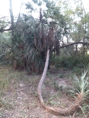 Trithrinax schizophylla