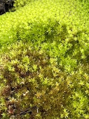 Diobelonella palustris