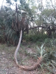 Trithrinax schizophylla