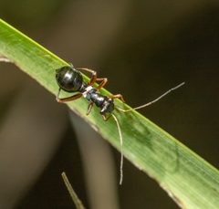 Myrmecophyes