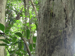 Anolis garmani