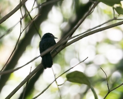 Thamnomanes schistogynus