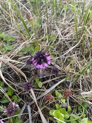 Pedicularis pennellii