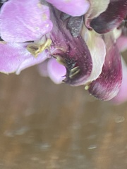 Pedicularis pennellii