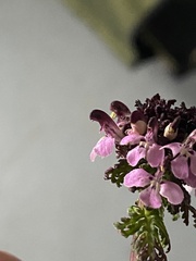 Pedicularis pennellii